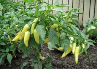 Условия выращивание перцев в теплице Uslovi10