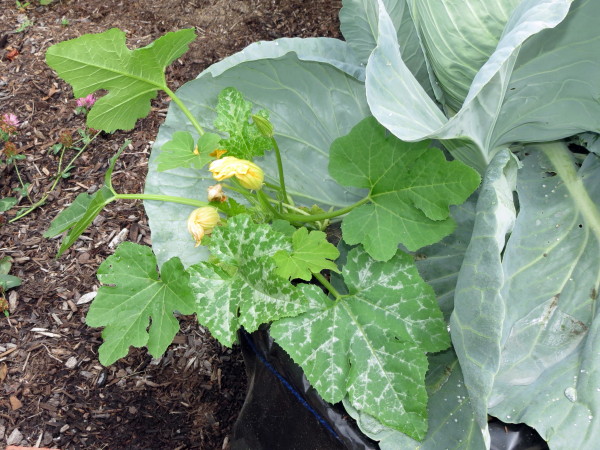 Zucchini, Normal or Powdery Mildew? (With pics) Img_5810