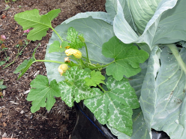 Zucchini, Normal or Powdery Mildew?  (With pics) Img_5810