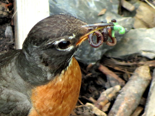 Birds of the Garden Img_5811
