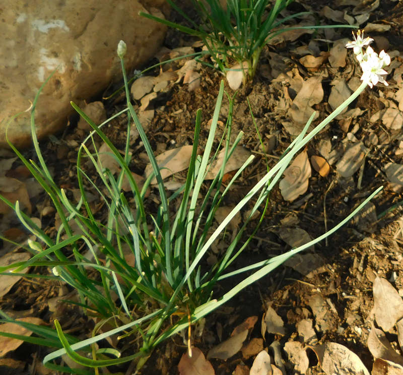 Mystery Grass? Grass10