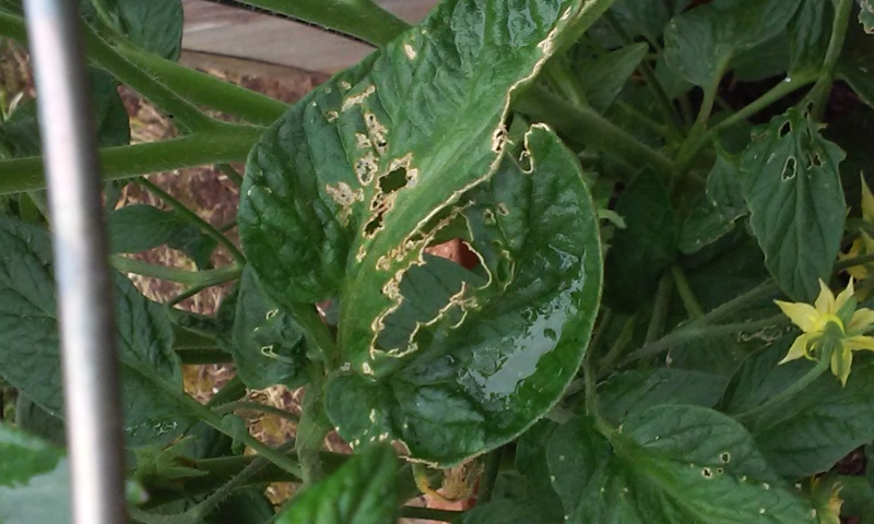 Tomato leaf bug bites Tomlea10