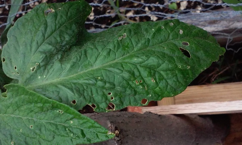 Tomato leaf bug bites Tomlea11