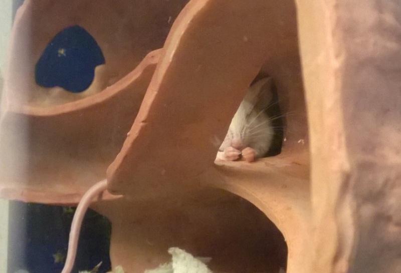 Mice sleep in some odd positions. Wp_20169