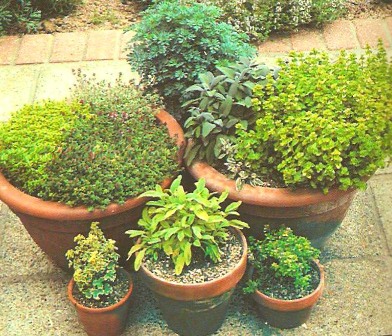 Making Your Herb Garden Potted10