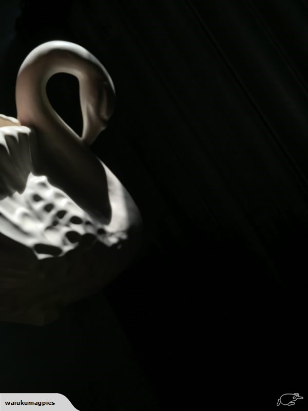 swan - Beautiful Swan song… # 170  50712514