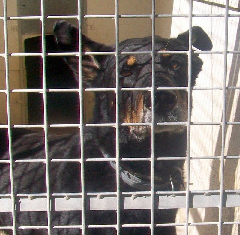 Chalco, mâle type Beauceron, né en 2007 Chalco30