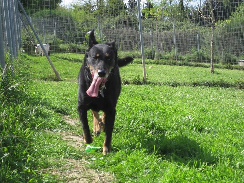 Chalco, mâle type Beauceron, né en 2007 Chalco32