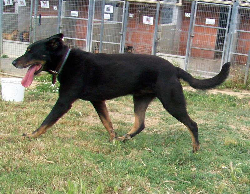 Chalco, mâle type Beauceron, né en 2007 Chalco39