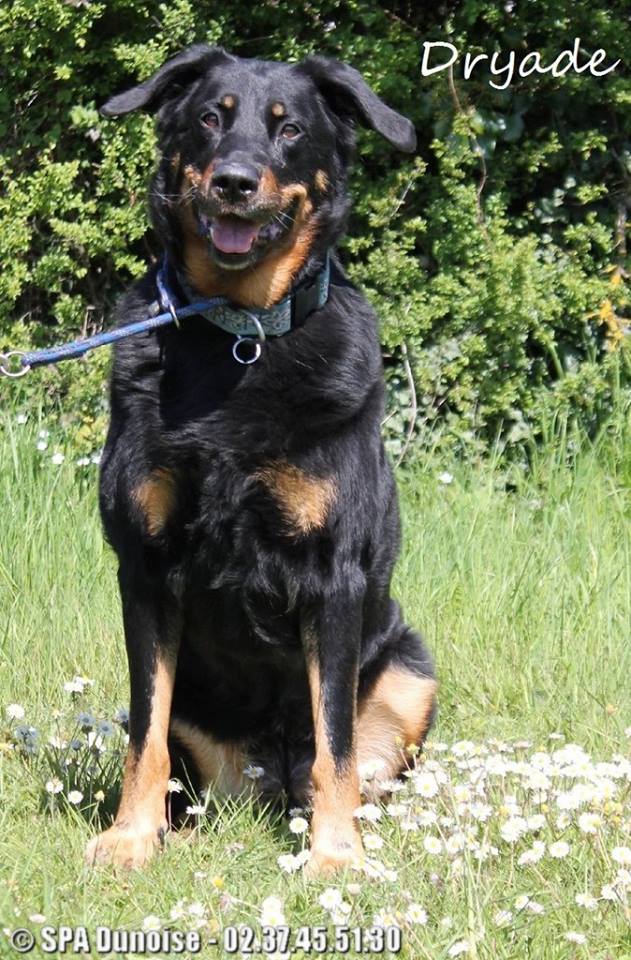 Déja 3 ans de refuge pour Dryade, Femelle Beauceron LOF, née le 06 avril 2008 Dryade10