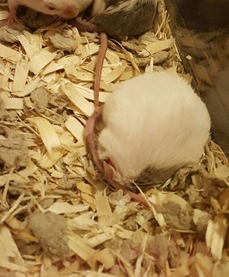 Mice sleep in some odd positions. 13237610