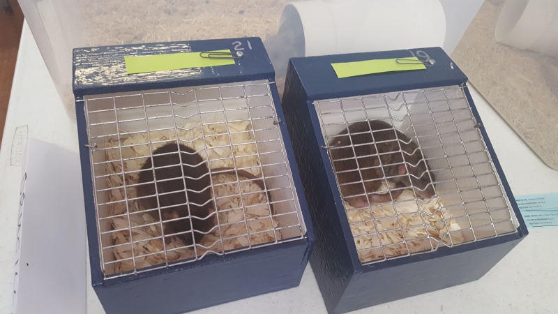 Went to the AFRMA rat/mouse show 20160615