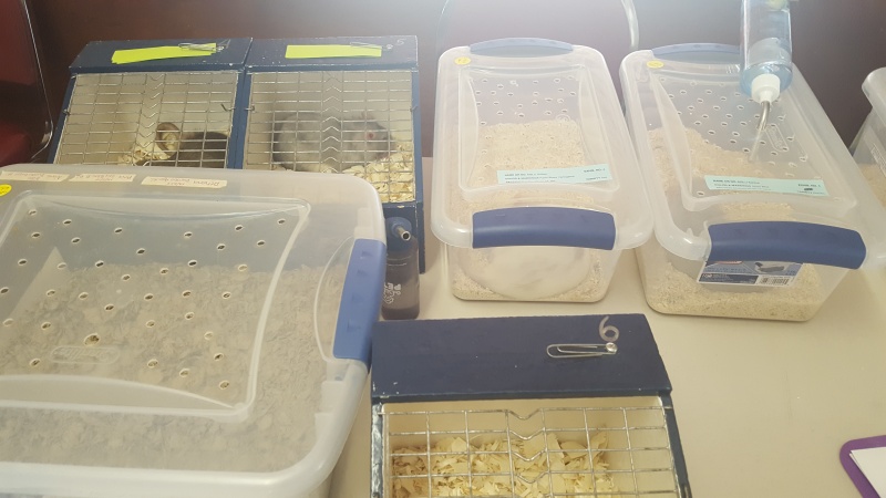 Went to the AFRMA rat/mouse show 20160617