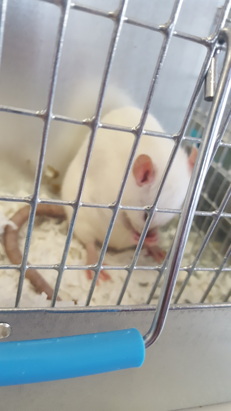 Went to the AFRMA rat/mouse show 20160621