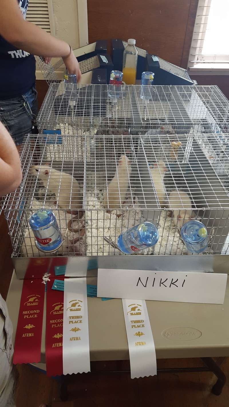 Went to the AFRMA rat/mouse show 20160623