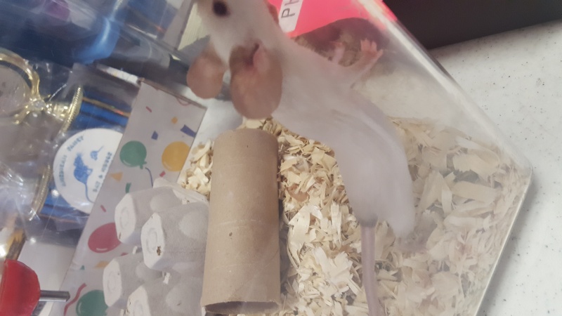 Went to the AFRMA rat/mouse show 20160627