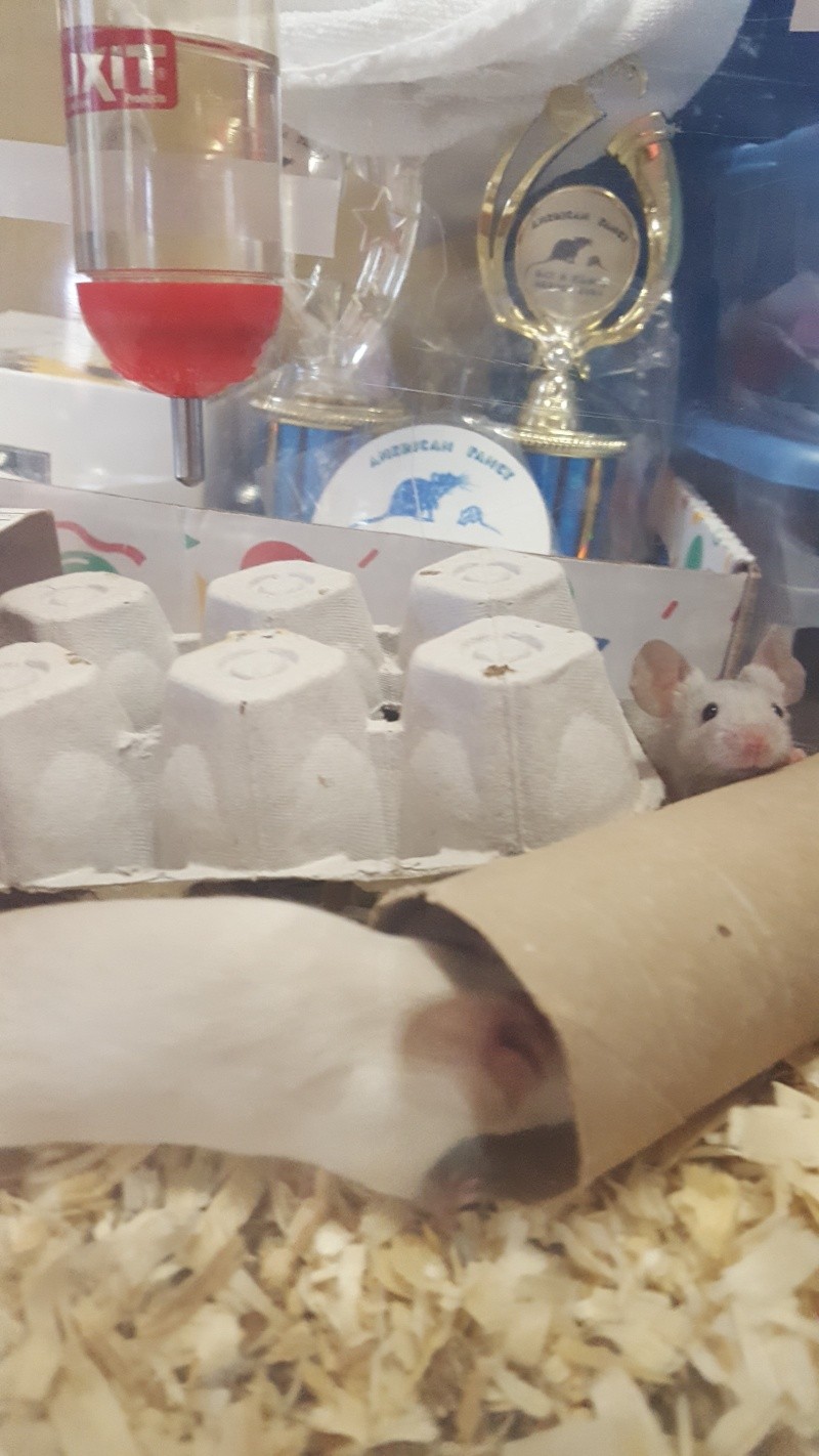 Went to the AFRMA rat/mouse show 20160630