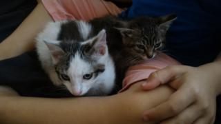 urgence pour 2 chatons avant mercredi 2_chat10