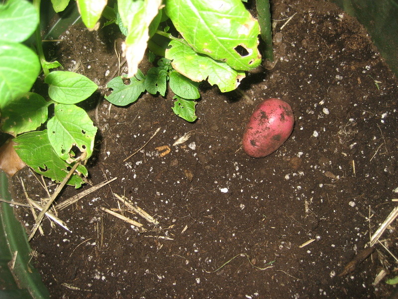 leggy potatoes plants were started too early in the hous Img_4424