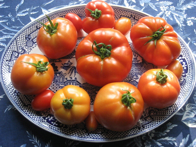 Early girl tomatoes which came in very late Img_4429
