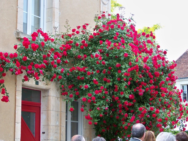 Festival des roses à Chedigny 43010