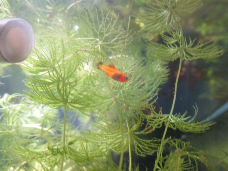 Bebe Guppy Ou Platy