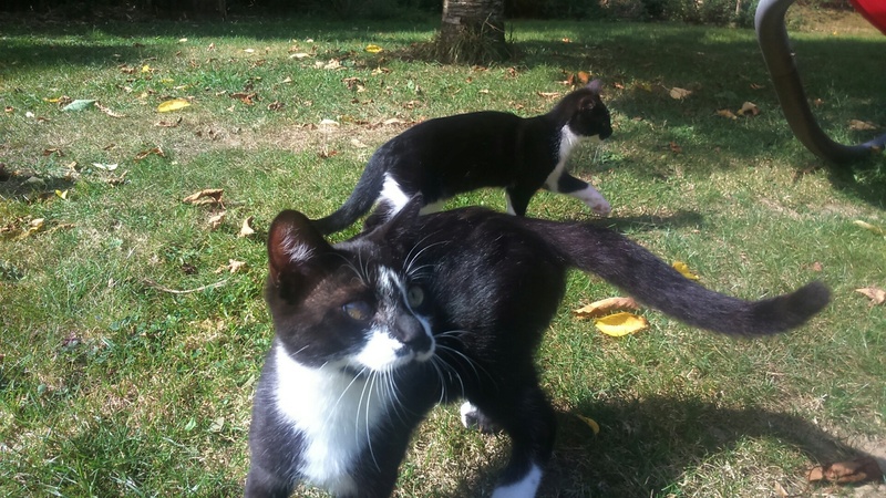 Mister,  chaton mâle, noir et blanc, type européen né en avril 2016 Dsc_0810