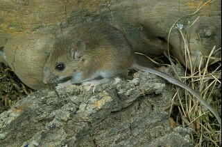 House Mouse Facts & Other Species of Mice 81543210