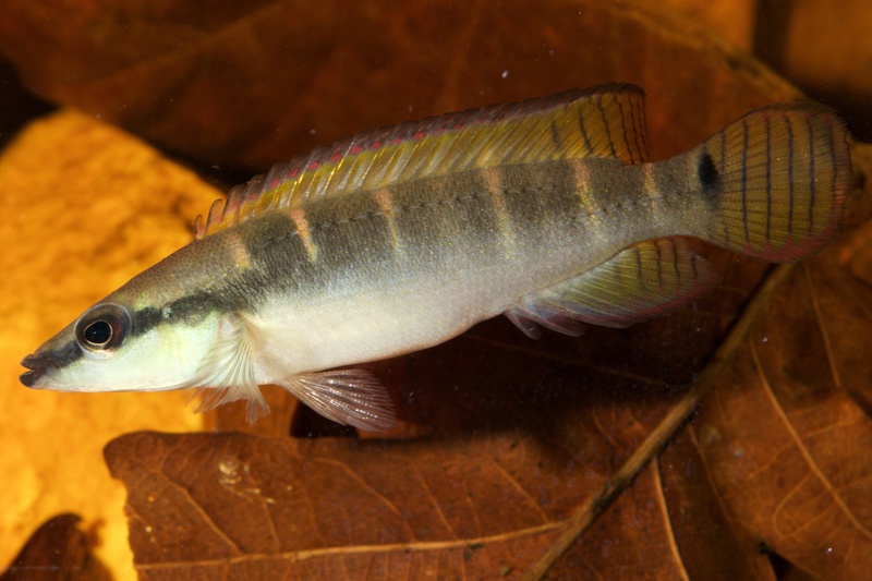 Crenicichla compressiceps Dsc_0014