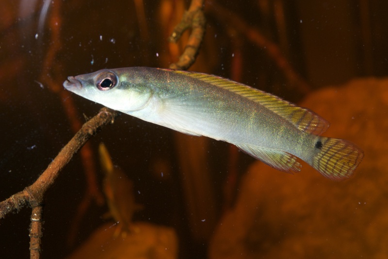 Crenicichla compressiceps Sp_yii10