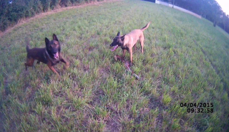 malinois - Le journal d'Euria - Berger belge malinois Captur25