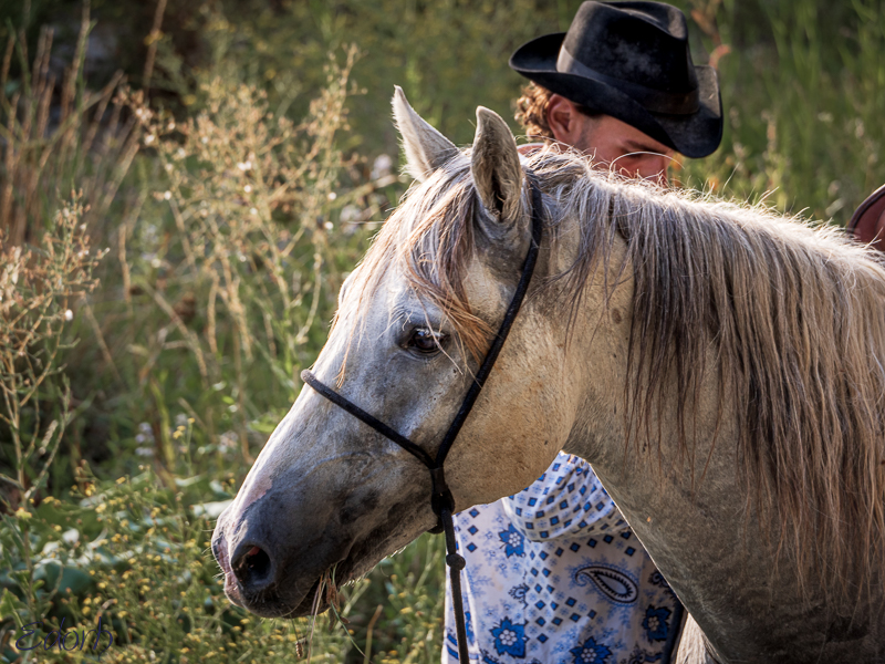 L'homme et la bête (camargue) Cheval11