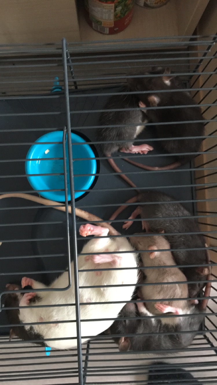 [75] Il reste trois ratons mâles suite à un désistement !  Img_1110