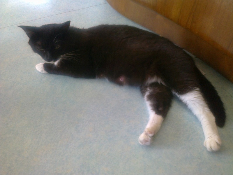 lexa - Lexa, chatte européenne noire et blanche, née en juin 2015. Photo034
