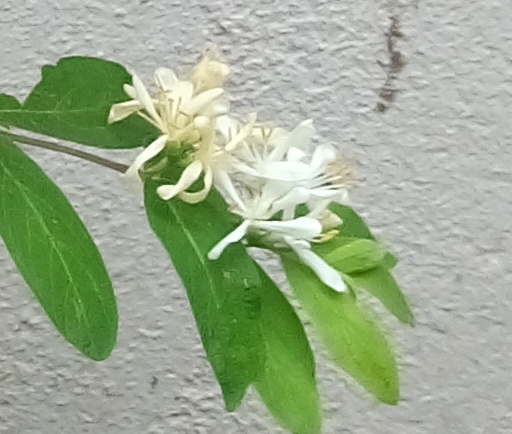 What type of honeysuckle is this? Honeys13