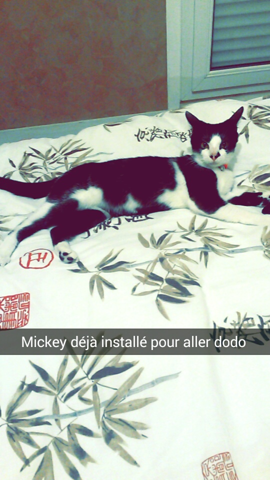 Mickey ( Imola ), chaton mâle né en septembre 2015 Snapch13