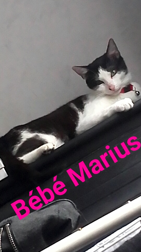 Marius ( Monza ), mâle né en septembre 2015 Snapch29