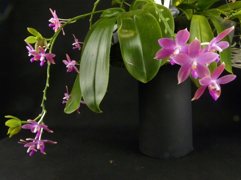 Phalaenopsis tetraspis x violacea (Jennifer Palermo) oder Phal. speciosa x violacea (Germaine Vincent) - Seite 2 Nr_45611