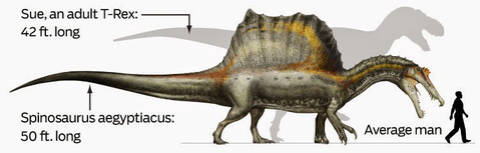 T Rex Size Chart