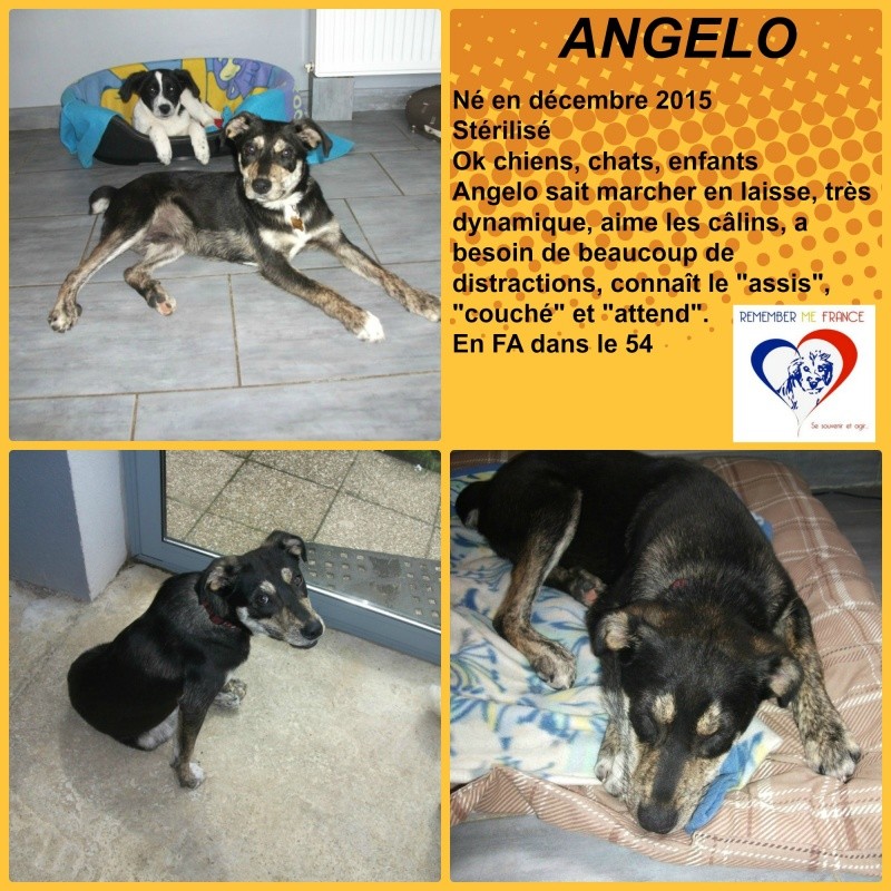 ANGELO, chiot mâle, né en décembre 2015 - (Pascani) adopté par Sandrine (dpt67) - Page 4 Angelo10