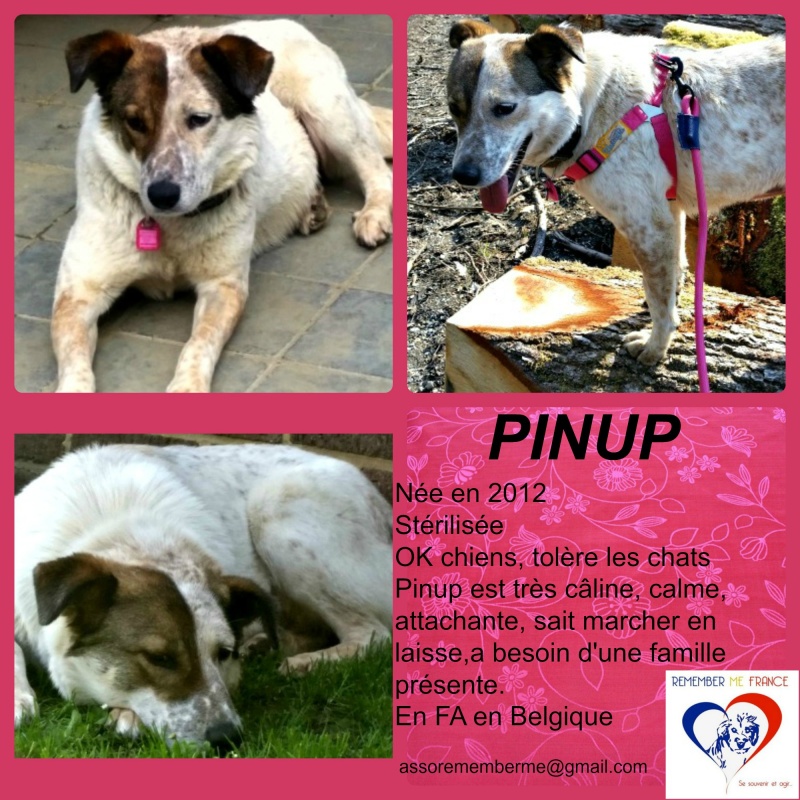 PINUP - femelle croisée- taille moyenne née env avril 2012 (PASCANI) -adoptée par Sabine (Belgique) - Page 3 Pin_up10