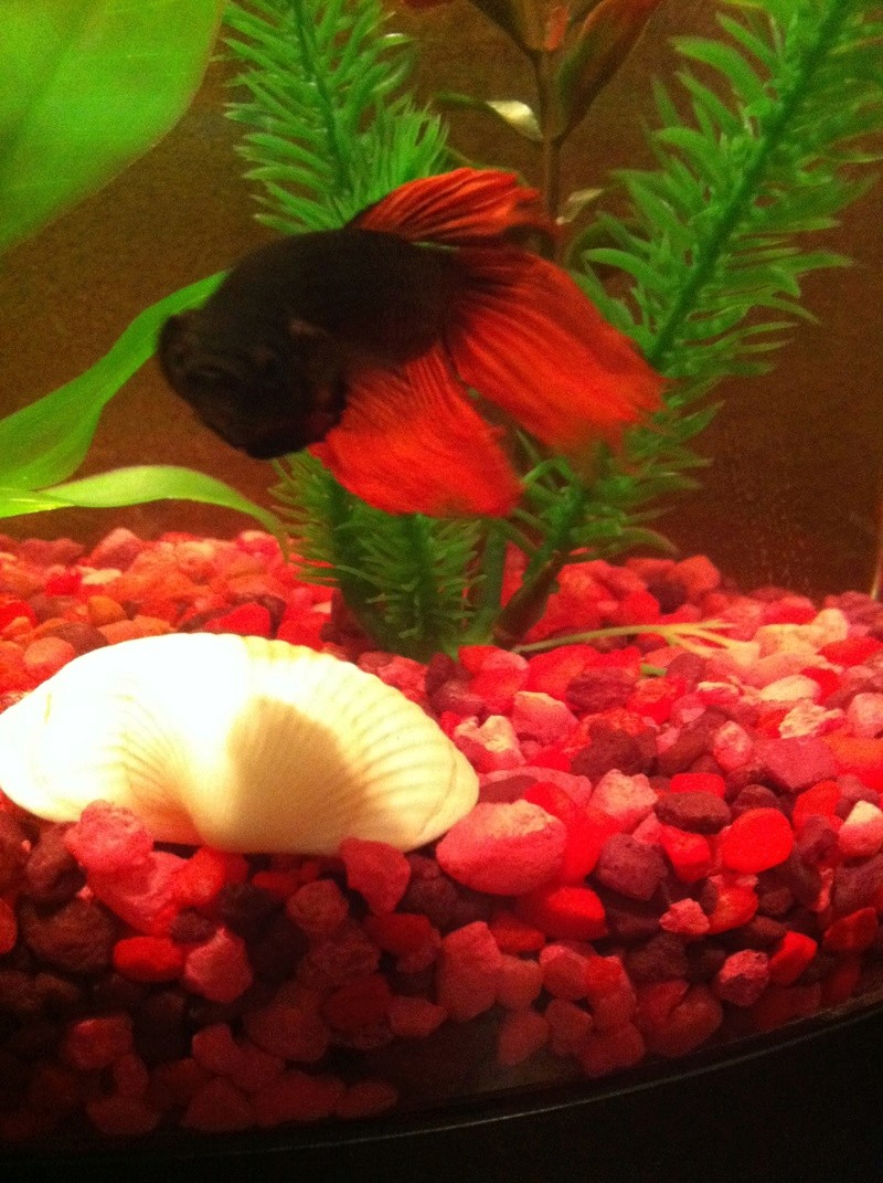 My new Betta Fish!! - Page 3 7-30-110