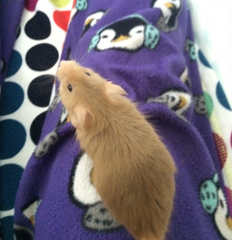 Meet Monster! 8-28-115