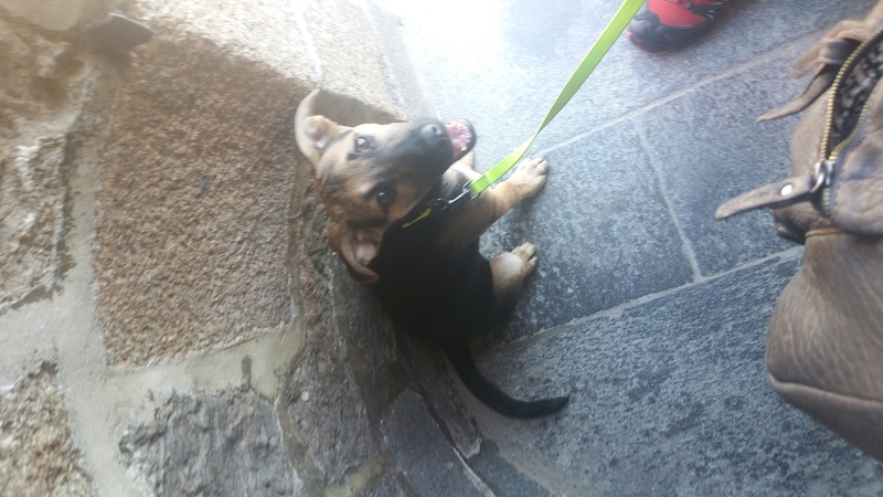 menphis croisé labrador/berger allemand né le 1 er avril  20160716