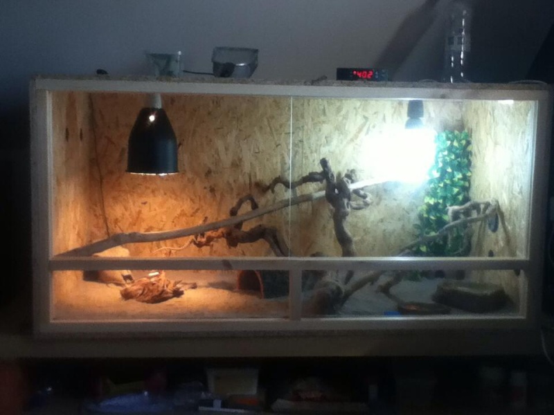 Présentation de dexter mon pogona et de son terra! 13445210