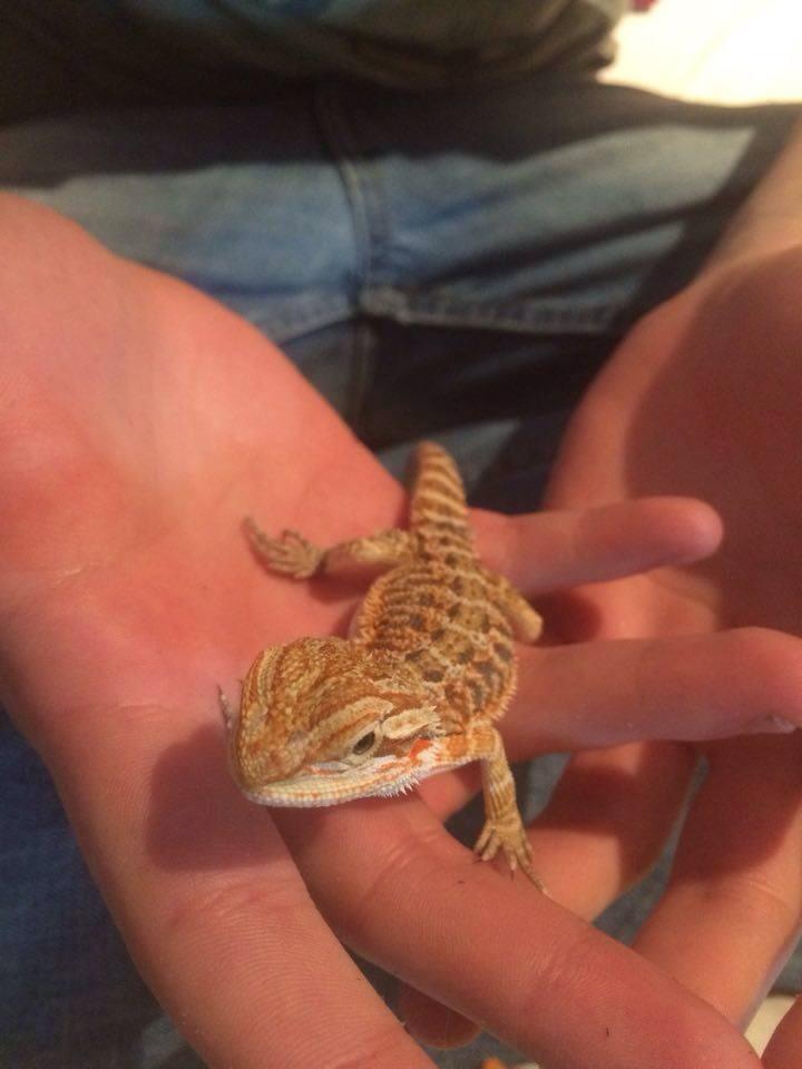 Présentation de dexter mon pogona et de son terra! 13495010