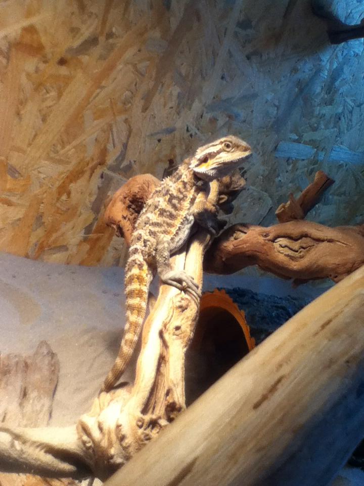 Présentation de dexter mon pogona et de son terra! 13501710