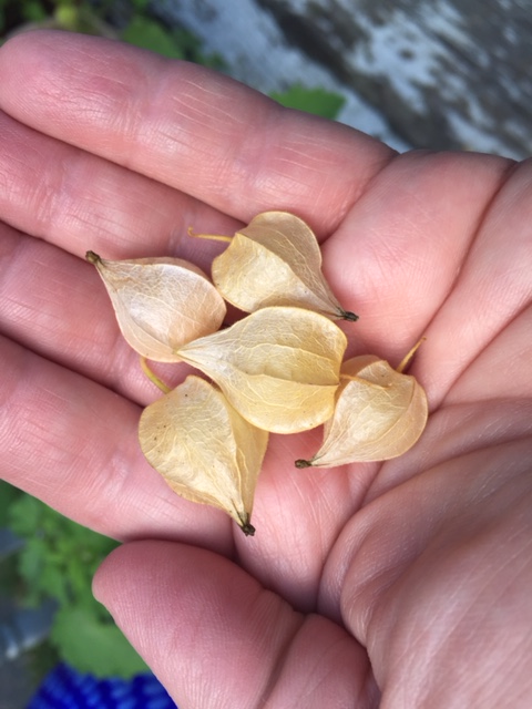 First harvest of ground cherries! Img_0510