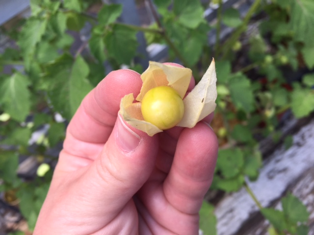 First harvest of ground cherries! Img_0511