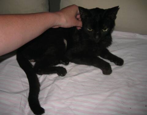 Chat Fiv Avec Pancreatite Et Anemie Declaration Du Fiv Chat Fiv Avec Pancreatite Et Anemie Declaration Du Fiv